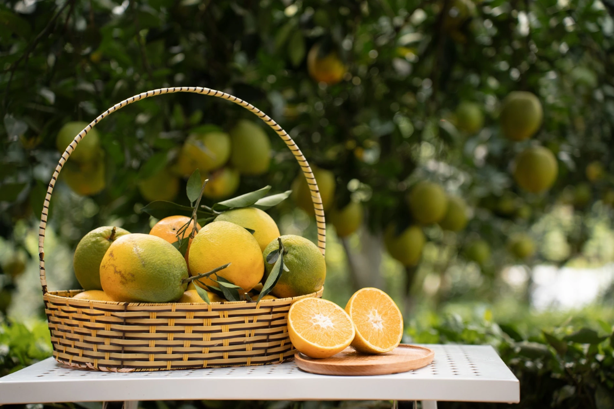 Close-up of ripe yellow-orange fruit on trees in Moc Chau's garden
